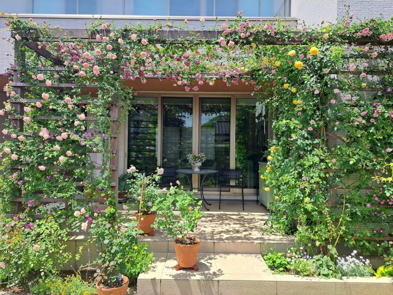 バラメンテナンス